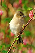 CHAFFINCH ON FLOWERING CURRANT