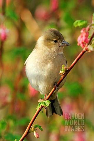 CHAFFINCH_ON_FLOWERING_CURRANT