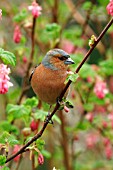 CHAFFINCH (MALE) ON FLOWERING CURRANT