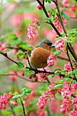 CHAFFINCH (MALE) IN FLOWERING CURRANT
