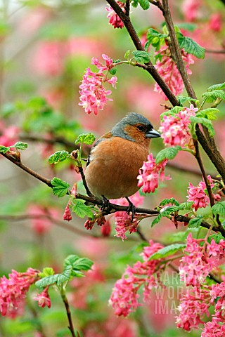 CHAFFINCH_MALE_IN_FLOWERING_CURRANT