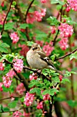 CHAFFINCH (FEMALE) IN FLOWERING CURRANT