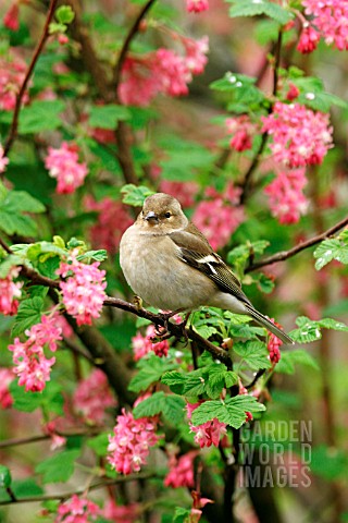 CHAFFINCH_FEMALE_IN_FLOWERING_CURRANT