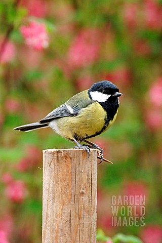 GREAT_TIT_ON_POST