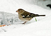 CHAFFINCH (FEMALE) EATING SEED IN SNOW