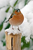 CHAFFINCH (MALE) ON BRANCH IN SNOW