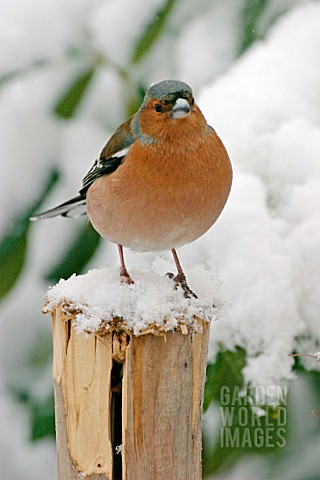 CHAFFINCH_MALE_ON_BRANCH_IN_SNOW