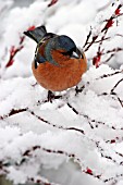 CHAFFINCH (MALE) ON BRANCH IN SNOW