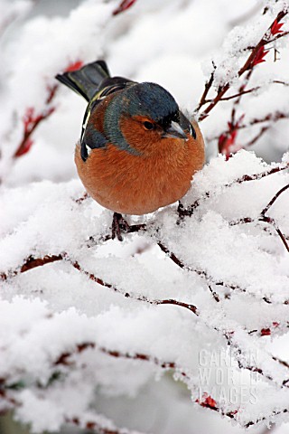 CHAFFINCH_MALE_ON_BRANCH_IN_SNOW