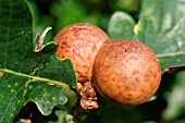 MARBLE GALL CAUSED BY WASP (ANDRICUS KOLLARI)