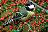 GREAT TIT (PARUS MAJOR) ON COTONEASTER