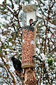 BIRDS ON BIRD FEEDER IN SNOW