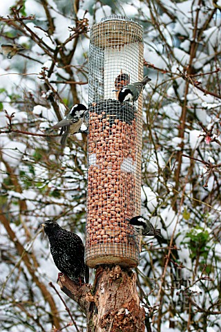 BIRDS_ON_BIRD_FEEDER_IN_SNOW