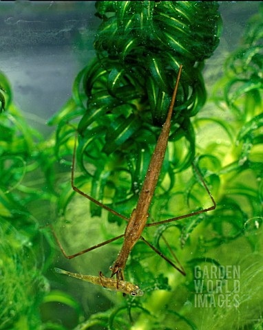 WATER_STICK_INSECT_ADULT__RANATRA_LINEARIS__FRONT_VIEW_WITH_STICKLEBACK
