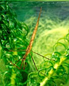WATER STICK INSECT ADULT,  RANATRA LINEARIS ON WATER PLANT