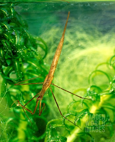WATER_STICK_INSECT_ADULT__RANATRA_LINEARIS_ON_WATER_PLANT