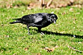 CARRION CROW ON LAWN