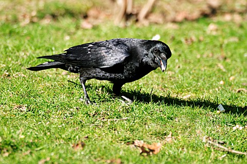 CARRION_CROW_ON_LAWN