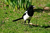 MAGPIE ON LAWN