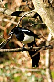 MAGPIE ON BRANCH
