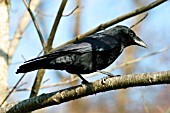 CARRION CROW ON BRANCH