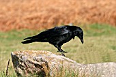 CARRION CROW ON STONE