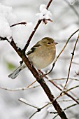 CHAFFINCH (FEMALE) ON SNOW COVERED BRANCH