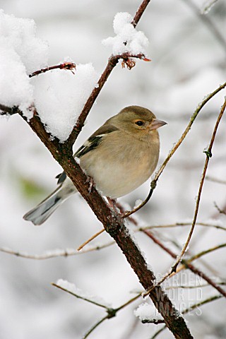 CHAFFINCH_FEMALE_ON_SNOW_COVERED_BRANCH