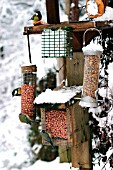 BIRDS ON FEEDERS IN SNOW