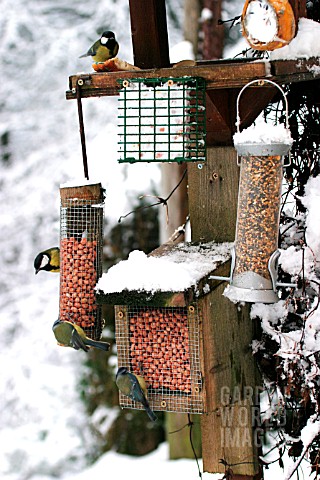 BIRDS_ON_FEEDERS_IN_SNOW