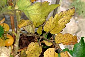 COPPER DEFICIENCY IN TOMATO LEAVES