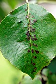 PEAR BLISTER MITE ON PEAR LEAF