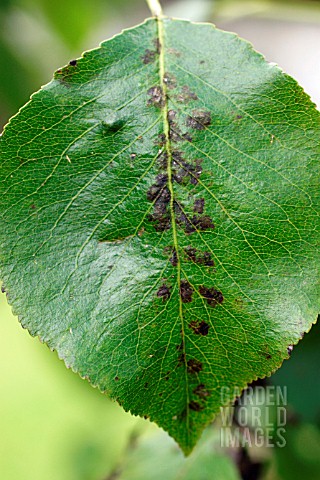 PEAR_BLISTER_MITE_ON_PEAR_LEAF