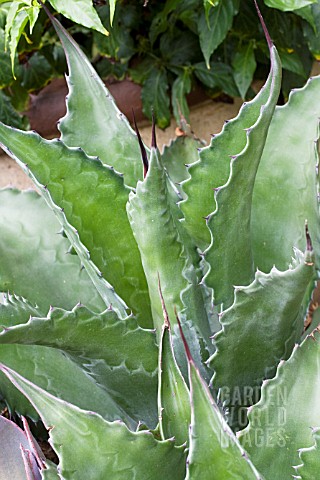 AGAVE_JAWS