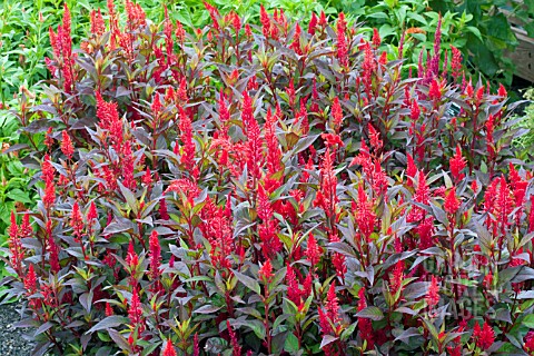 CELOSIA_NEW_LOOK_RED