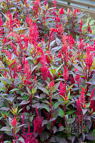 CELOSIA_NEW_LOOK_RED