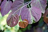 CERCIS FOREST PANSY