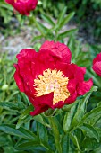 PAEONIA YOUR MAJESTY