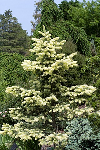 PICEA_PUNGENS_SPRING_GHOST