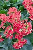 KALANCHOE RED