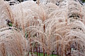 MISCANTHUS SINENSIS MALEPARTUS SEED HEADS