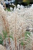 MISCANTHUS SINENSIS MALEPARTUS SEED HEADS