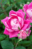 ROSA PINK DOUBLE KNOCK OUT