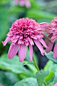 ECHINACEA COTTON CANDY
