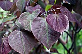 CERCIS FOREST PANSY LEAVES