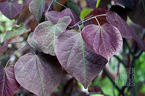 CERCIS_FOREST_PANSY_LEAVES