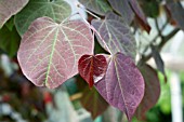 CERCIS FOREST PANSY LEAVES