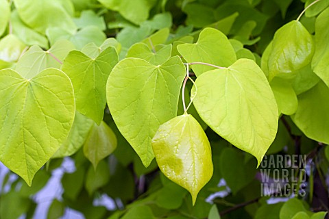 CERCIS_HEARTS_OF_GOLD_LEAVES