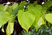 CERCIS HEARTS OF GOLD LEAVES