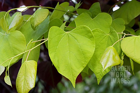 CERCIS_HEARTS_OF_GOLD_LEAVES